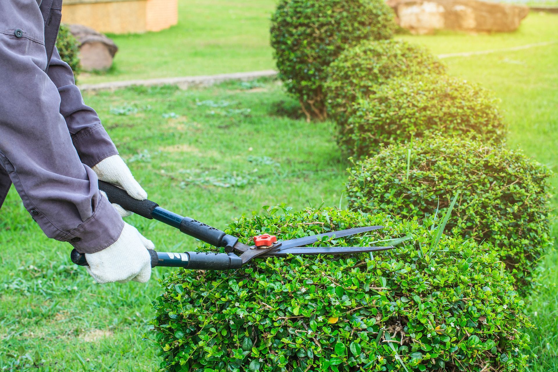 Person pruning a rounded green bush with large shears in a grassy yard.