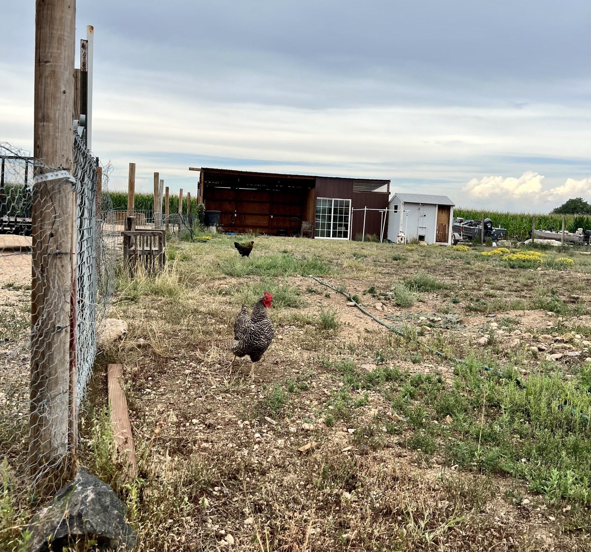 A chicken standing in a field with a fence in the background