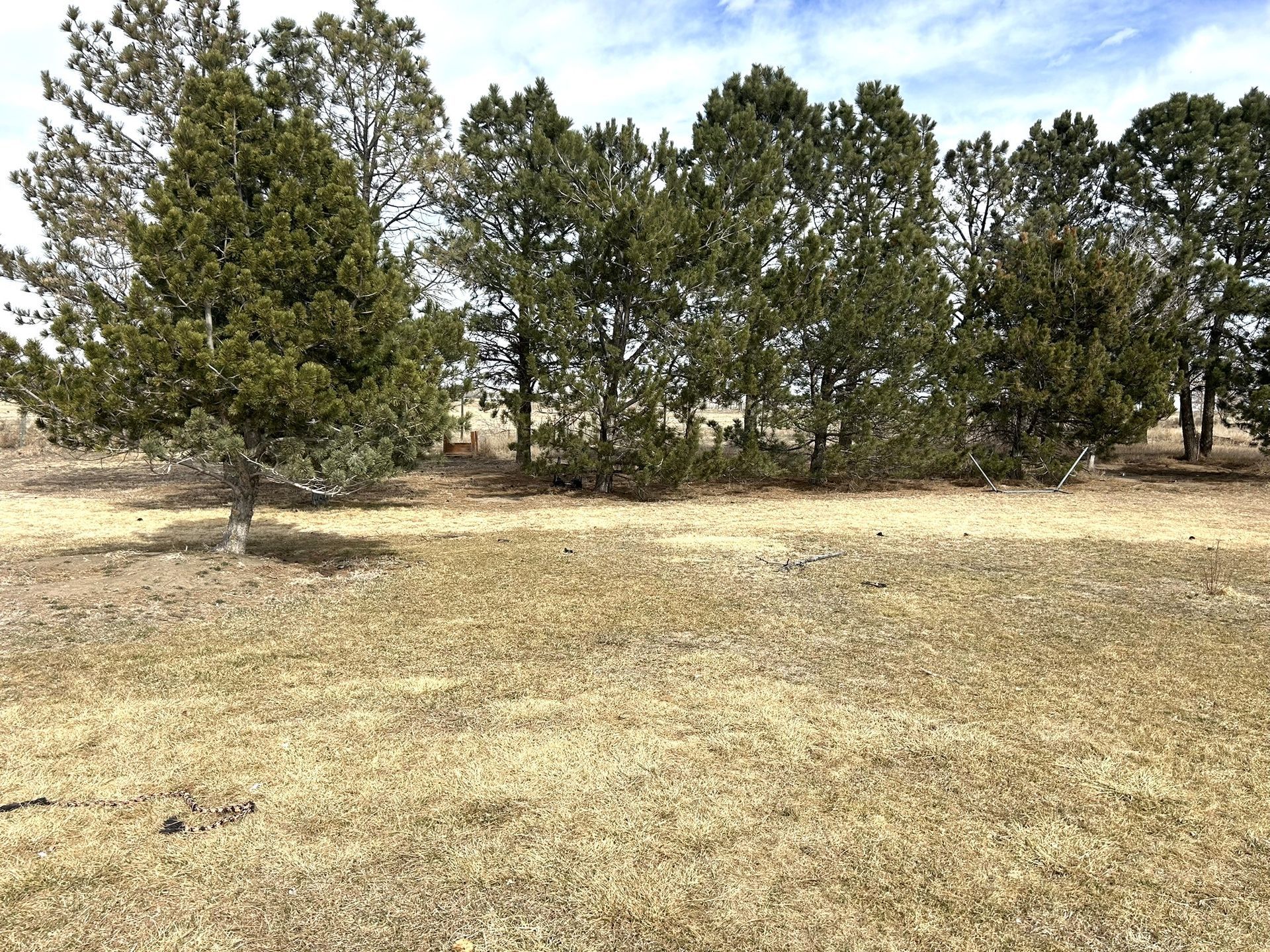 A field with trees in the background and a few trees in the foreground.