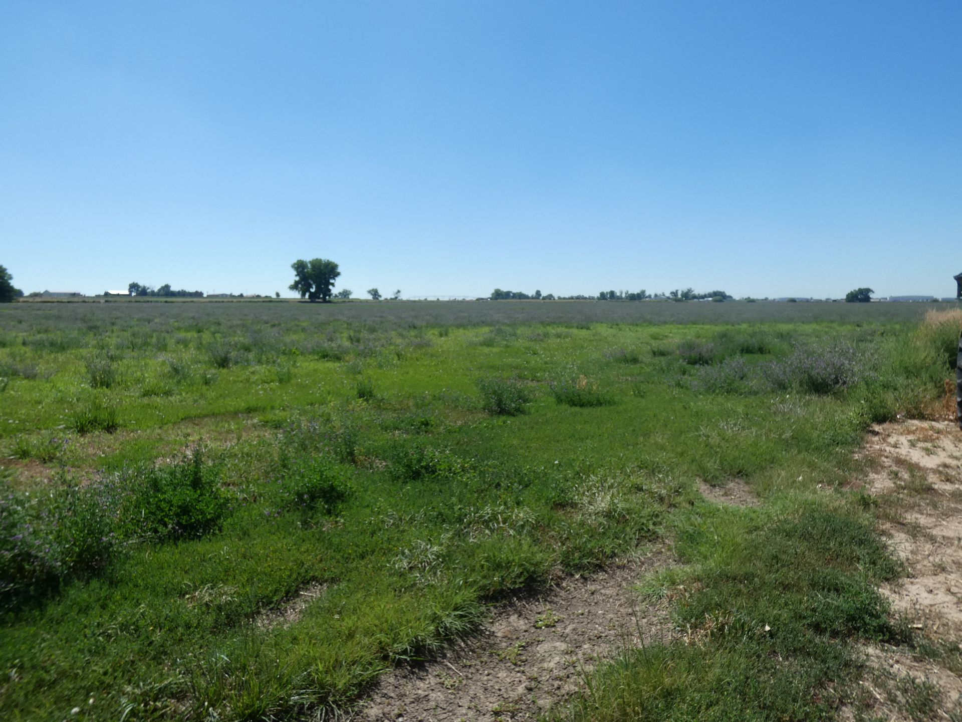 Ft. Lupton Farm Kreps Wiedeman Auctioneers & Real Estate, Inc. Greeley CO