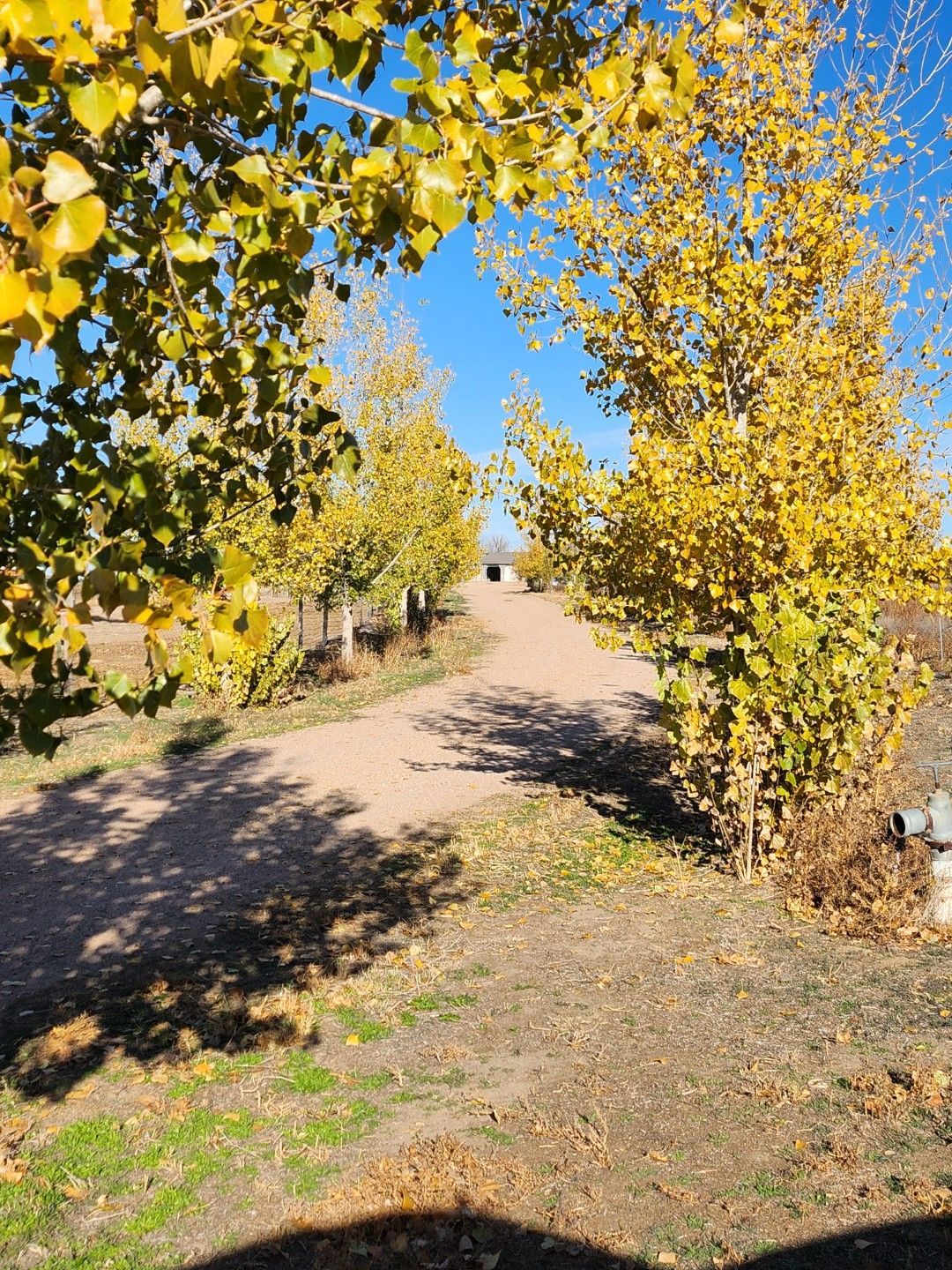 A dirt road surrounded by trees with yellow leaves on a sunny day