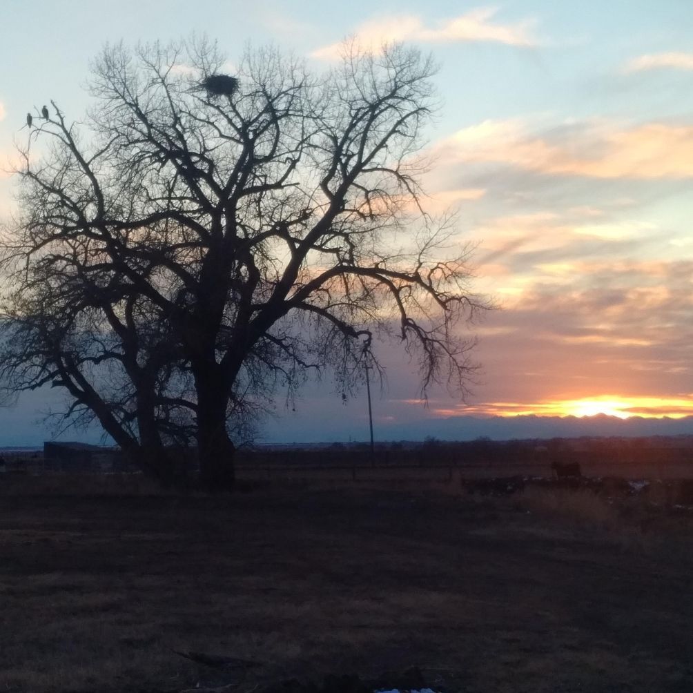 A sunset with a tree in the foreground