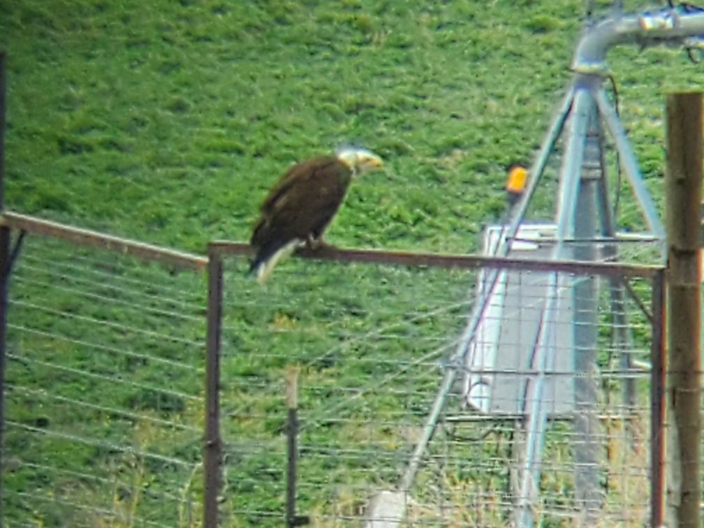 A bald eagle perched on top of a wire fence.