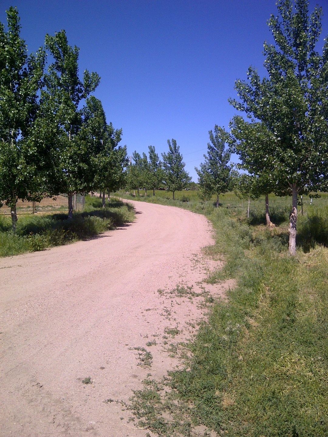 A dirt road surrounded by trees on a sunny day