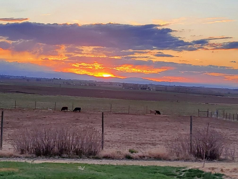 A sunset over a field with cows in the foreground and a fence in the background.