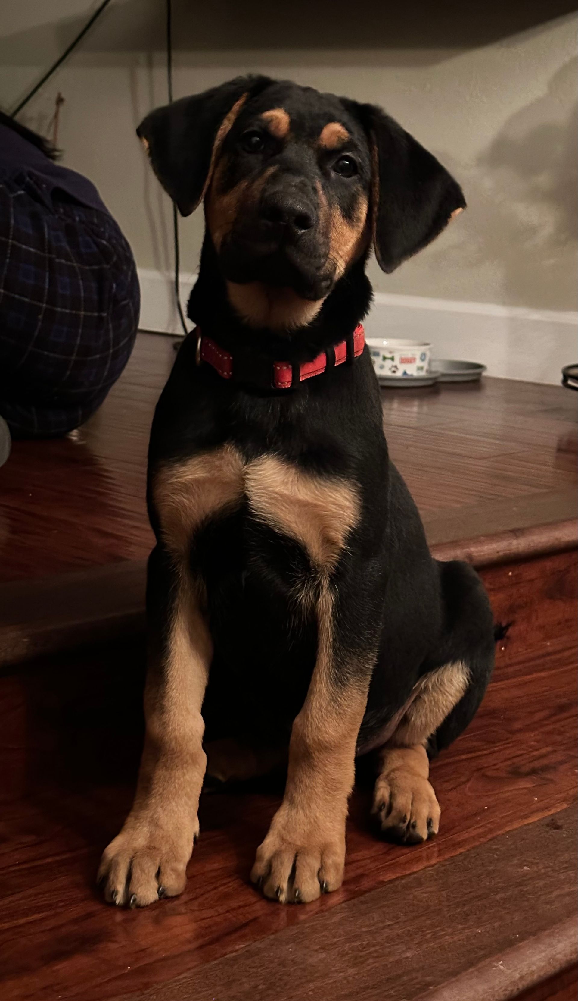 Black-and-tan puppy sitting on a wooden floor indoors, wearing a red collar and looking at the camera.