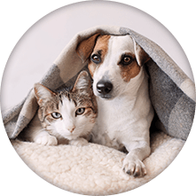 Pets on bed
