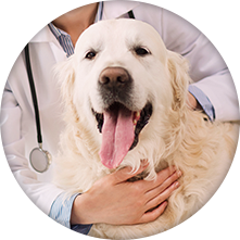Dog being treated