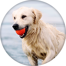 Dog biting a ball