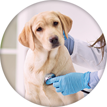 Checking dog's condition
