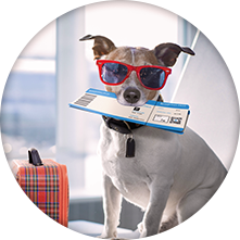 Dog prepared for travel