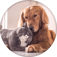 Pets being calm