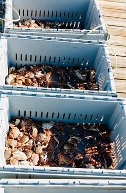 Three crates filled with crabs are sitting on a wooden dock.