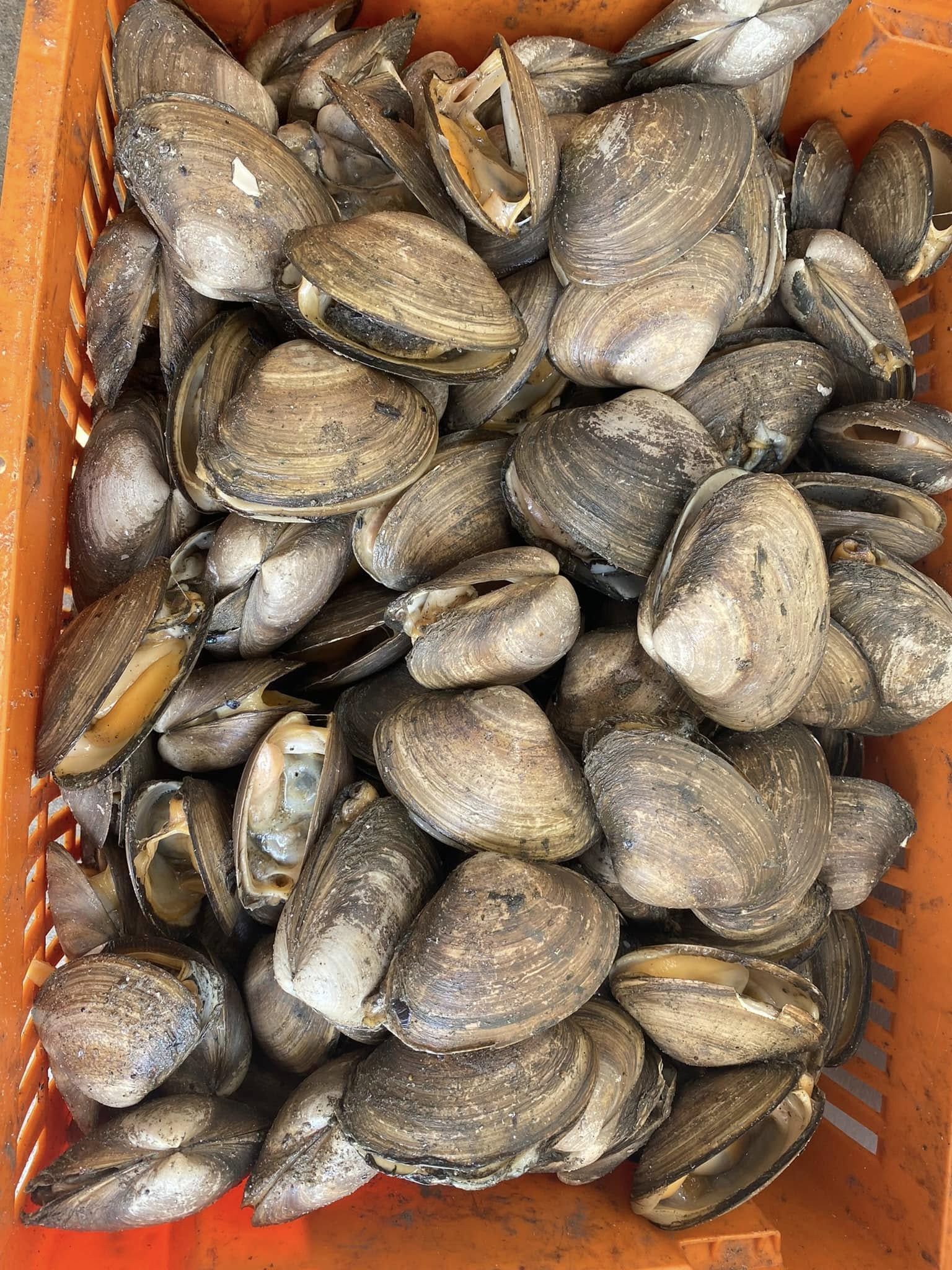 A basket filled with lots of mussels is sitting on a table.