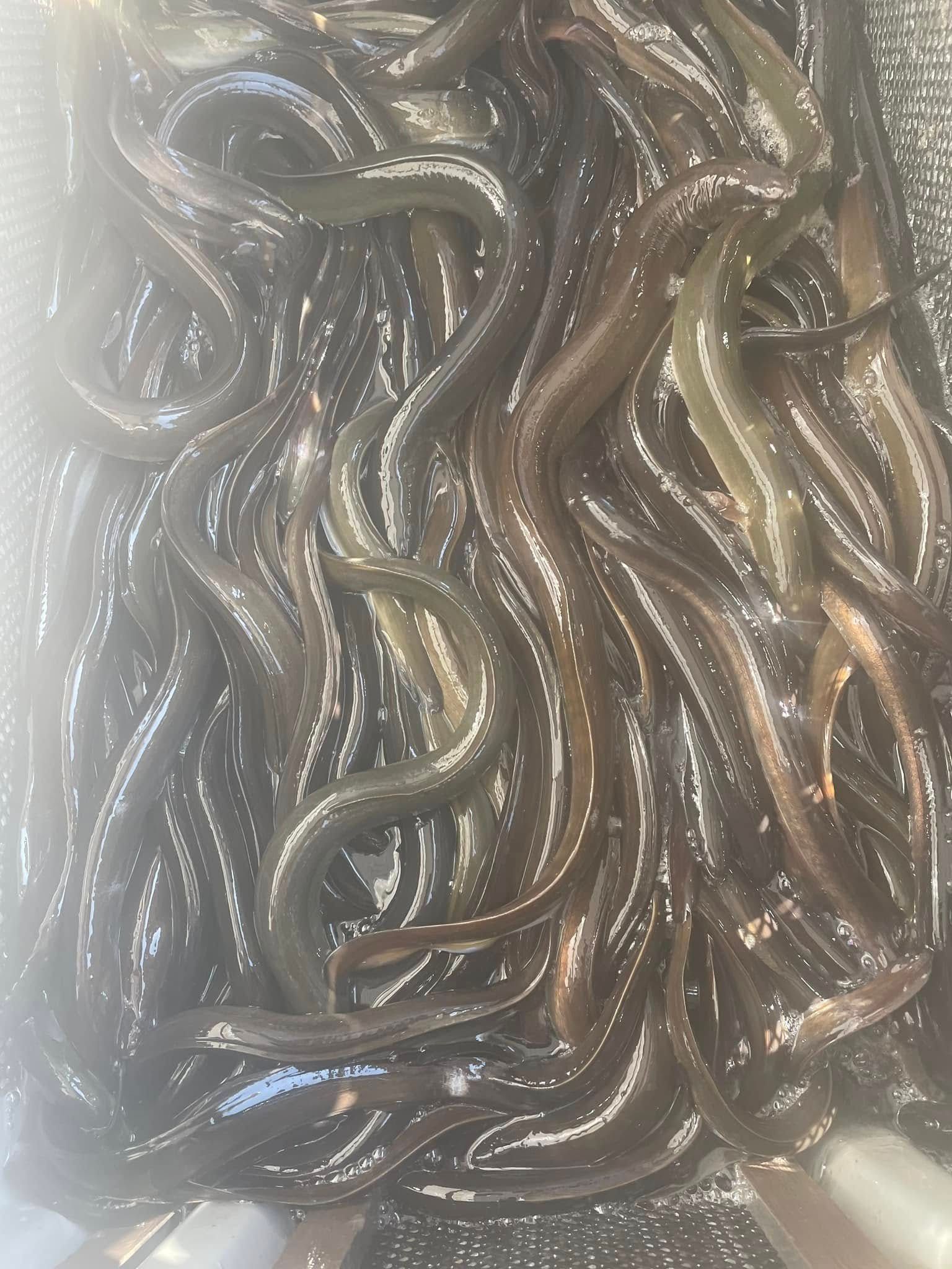 A close up of a pile of eels in a bowl.