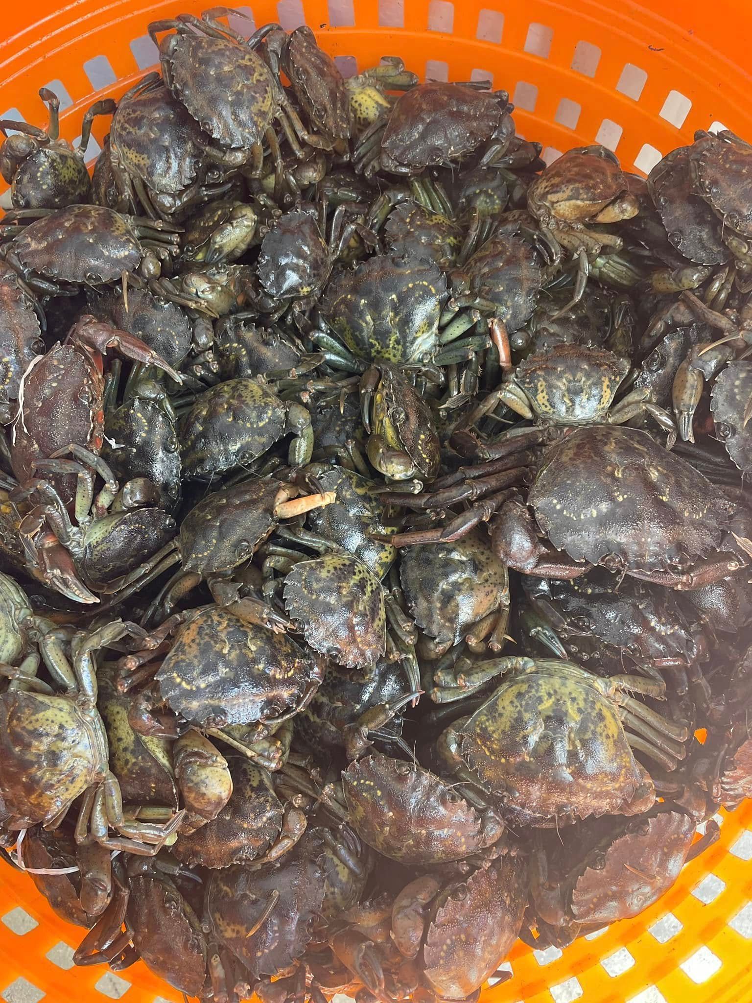 A bunch of crabs are sitting in an orange basket.