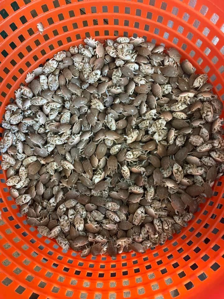 A basket filled with beans is sitting on a table.