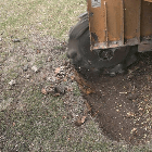 Stump grinding