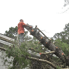 Tree removal