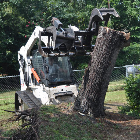 Tree removal