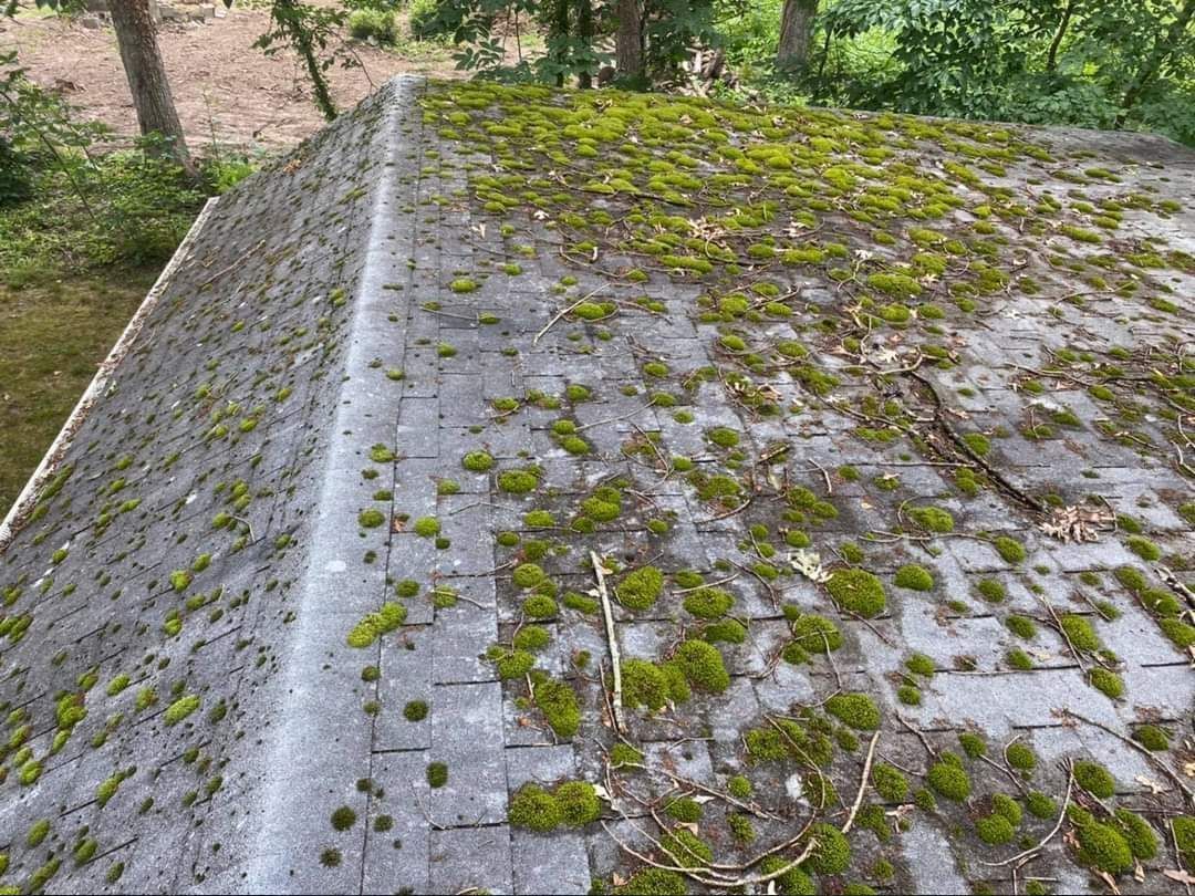 Moss covers an aged, gray roof. The roof is slanted, with trees in the background.