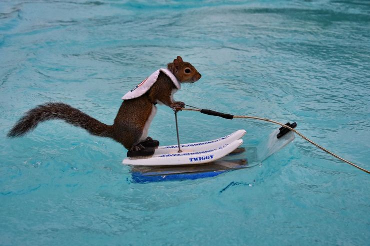 A squirrel is riding a surfboard in a pool.