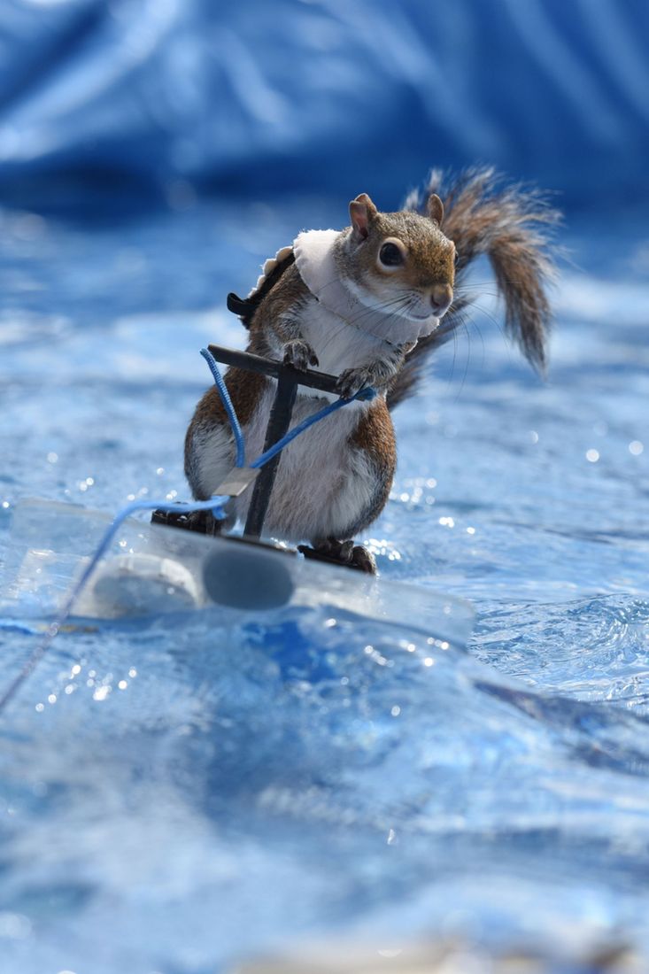 Squirrel water skiing on a blue surface, holding onto a small tow rope.