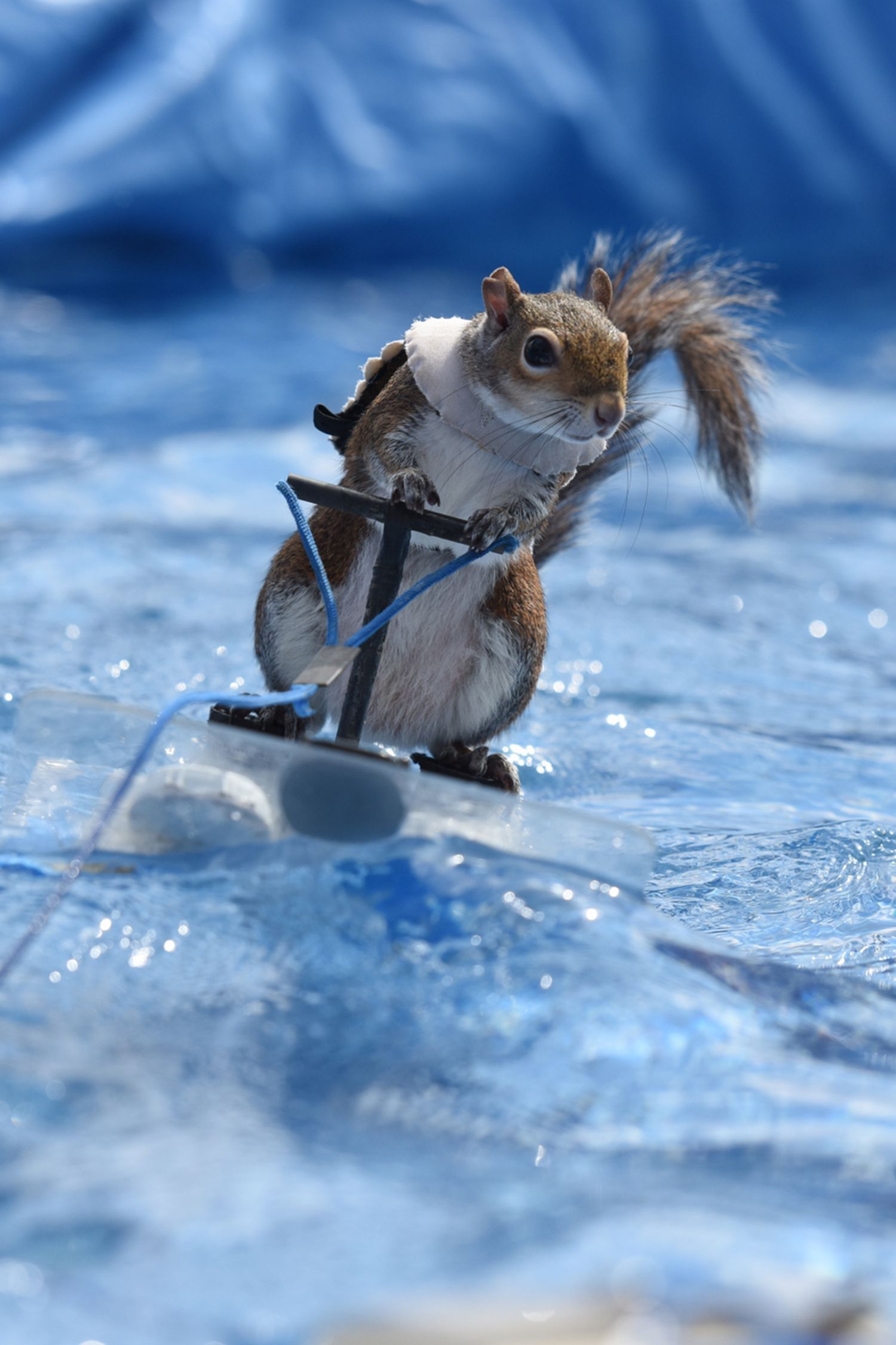 Squirrel water skiing on a blue surface, holding onto a small tow rope.