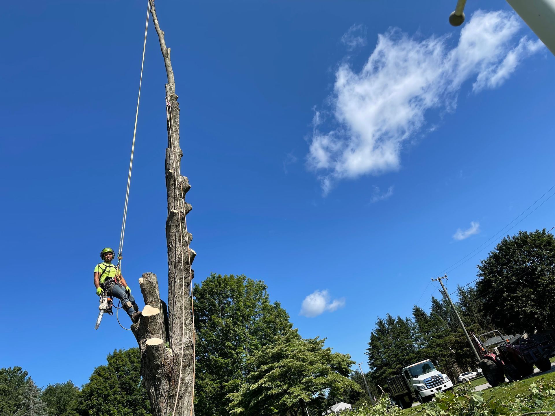 Arborist cutting down a tall dead tree on a sunny day. Blue sky, green trees, white rope.