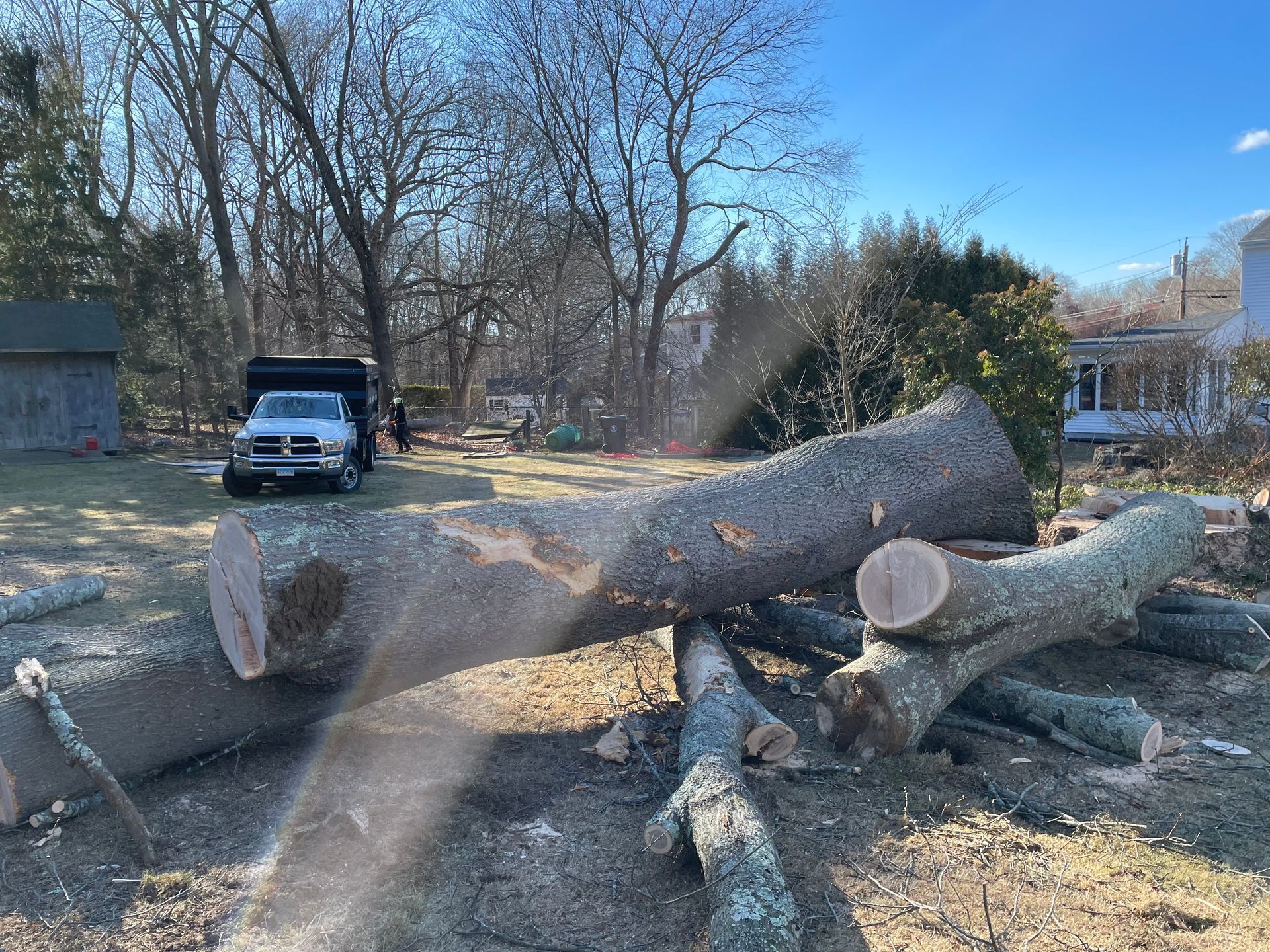 Felled tree logs on a grassy lot with a truck, wooden shed, and houses in the background on a sunny day.