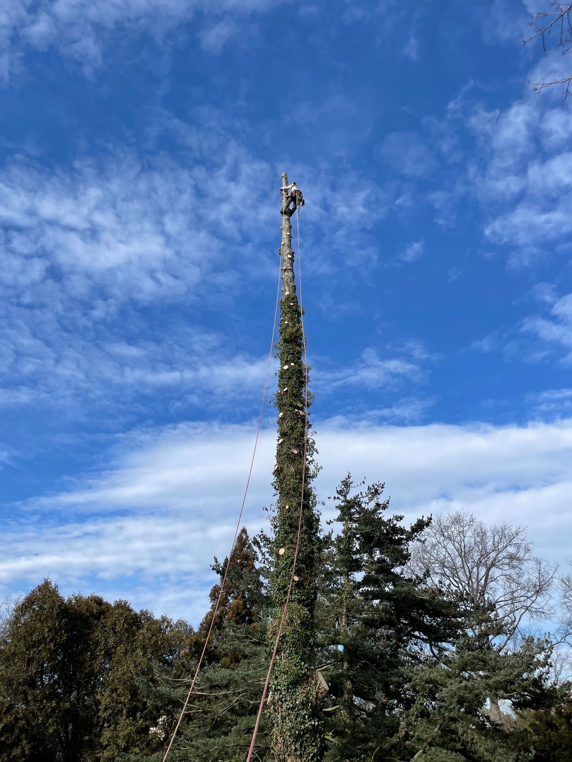 Person atop tall, vine-covered tree, against blue sky with clouds.