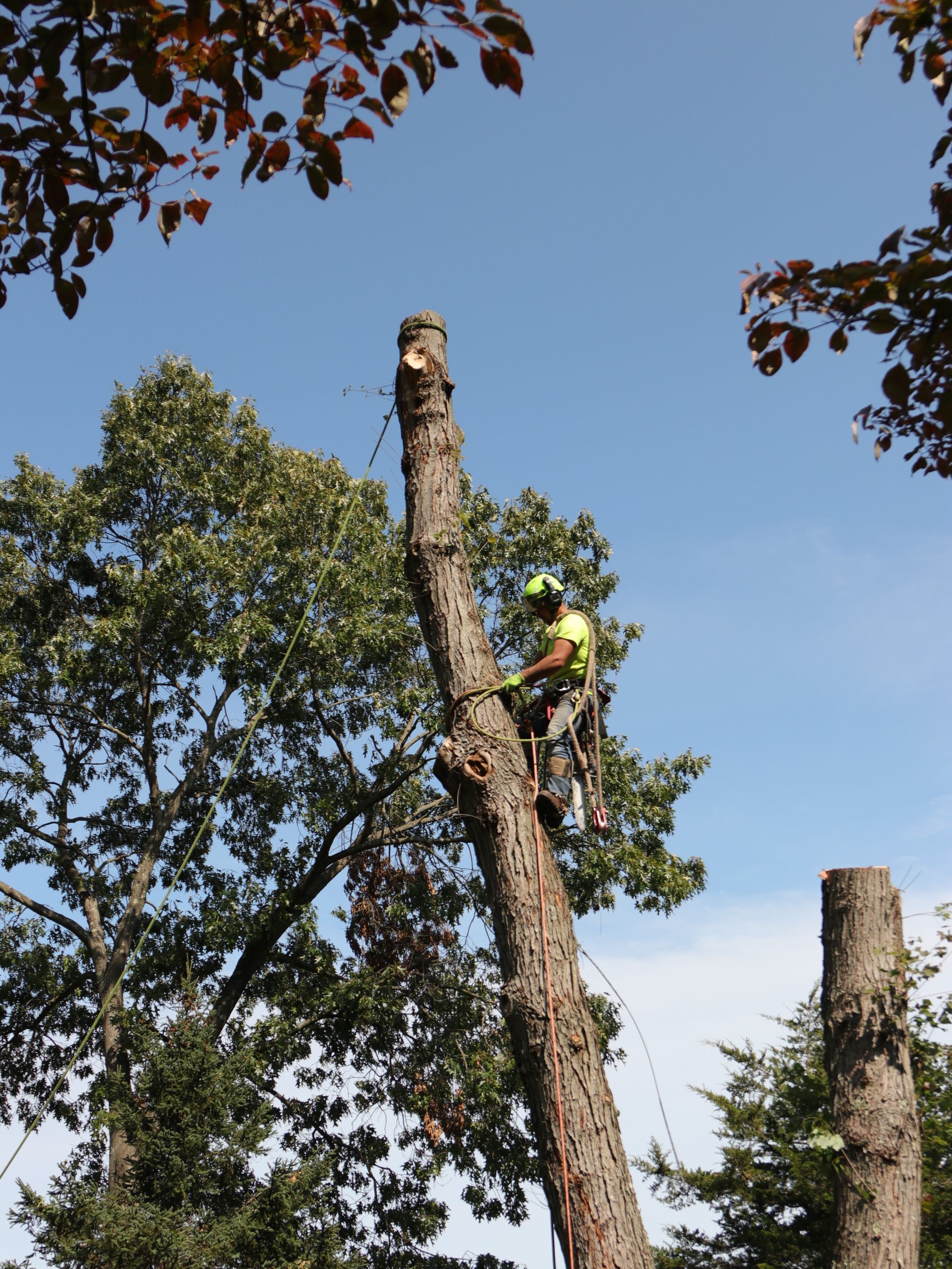 Arborist in a tree, cutting it down. Bright blue sky, green leaves, and another cut stump visible.