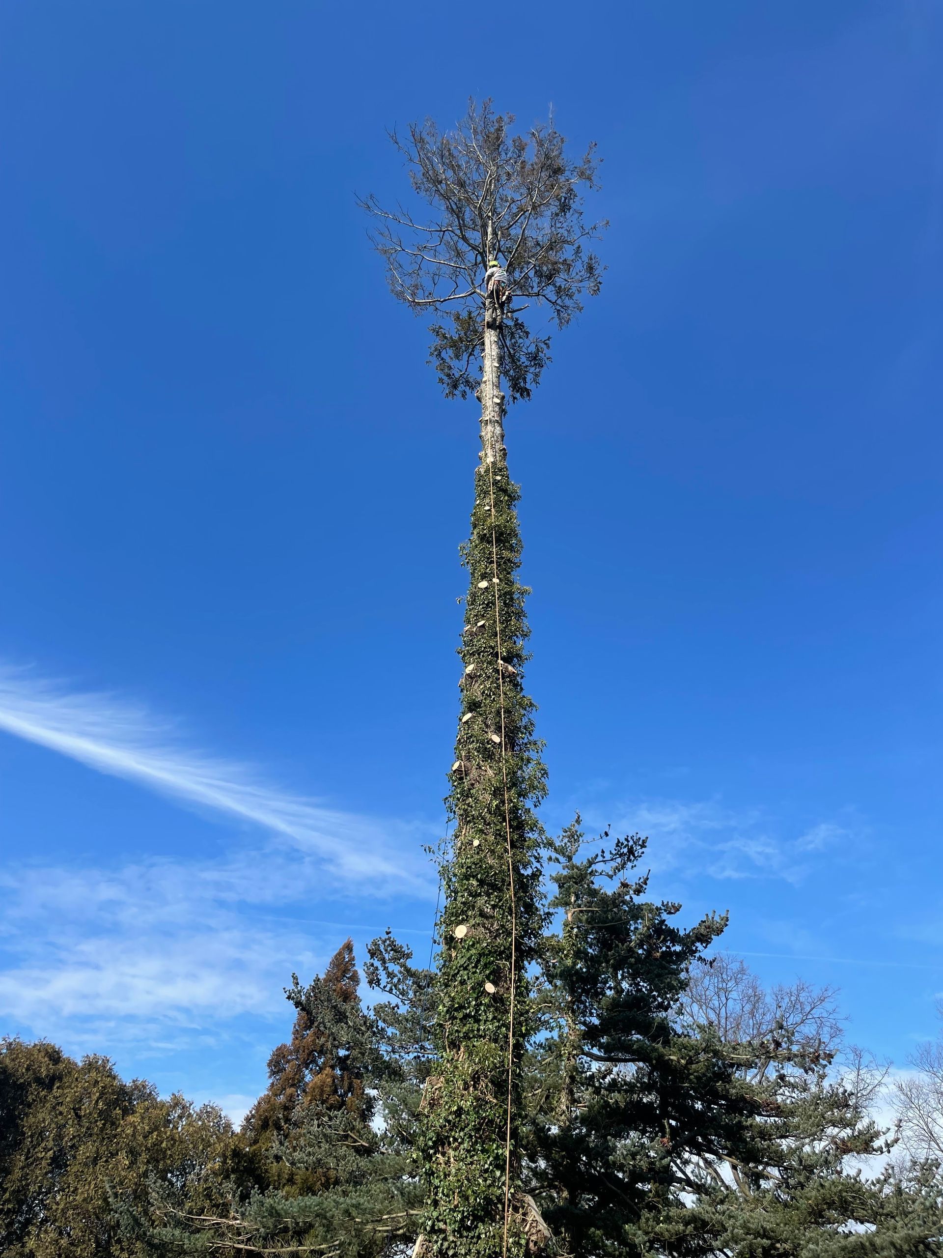 Tall cell tower camouflaged as a tree, surrounded by other trees, against a bright blue sky.