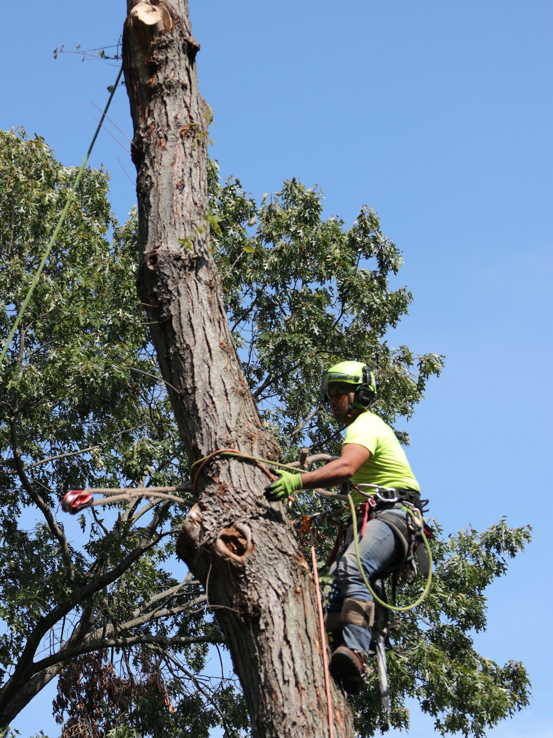 Arborist in a tree, using ropes and tools. Bright green shirt, sunny day.