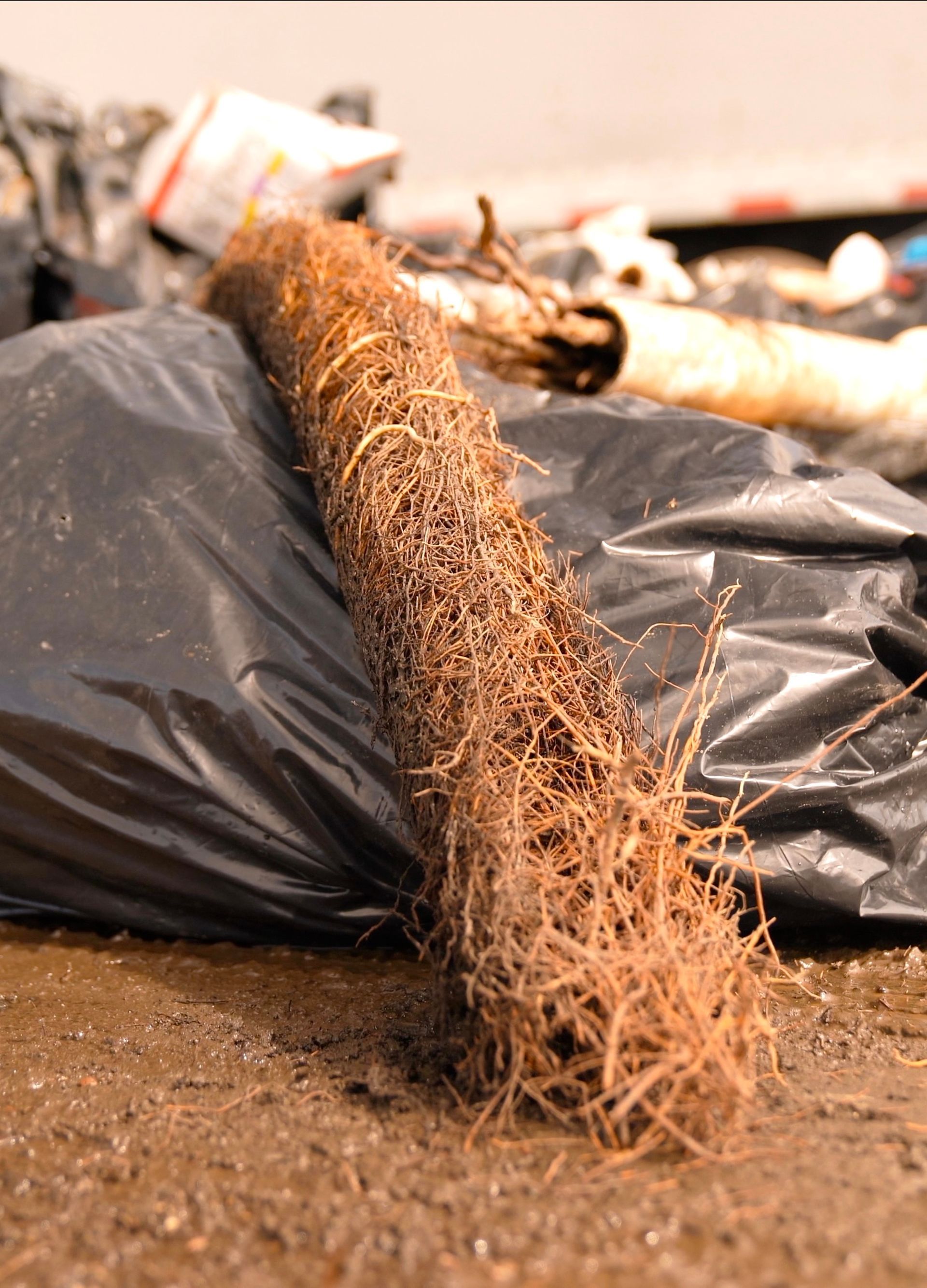 A bunch of roots are laying on the ground next to a trash bag.
