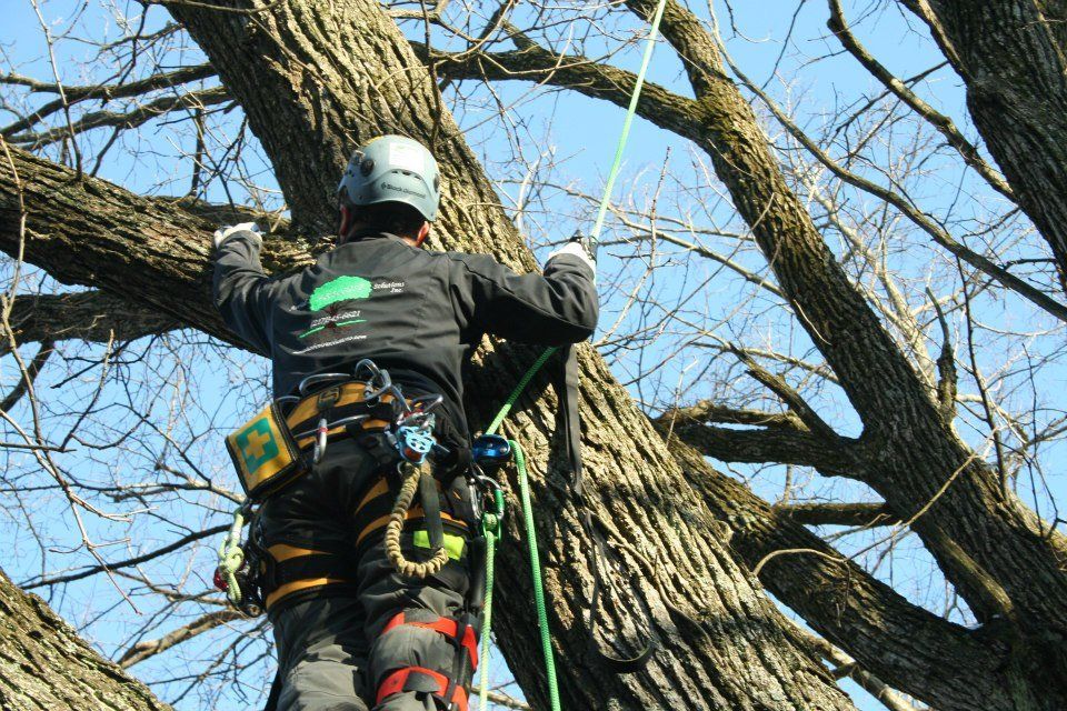 Tree Services
