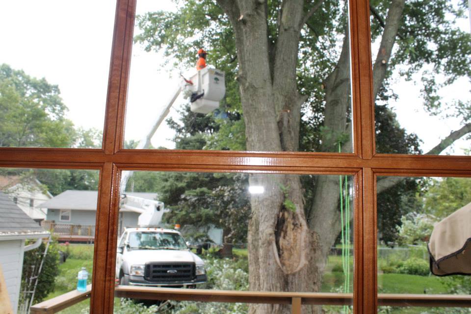 Tree Services