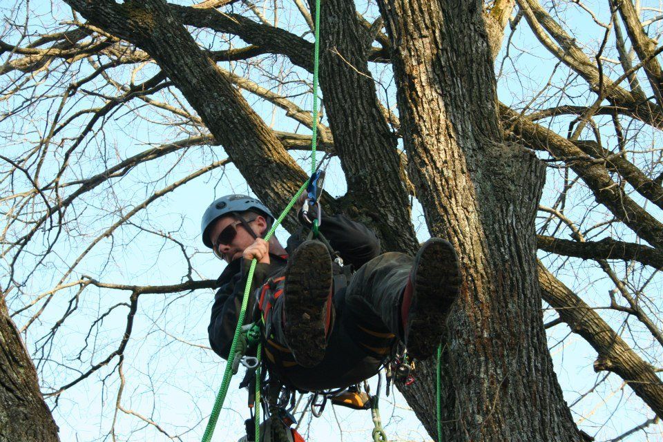 Tree Services