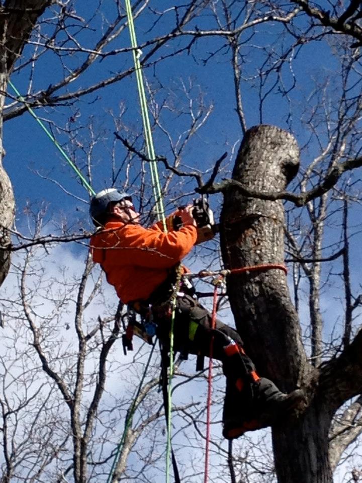 Tree Services