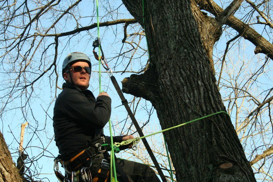 Tree Services