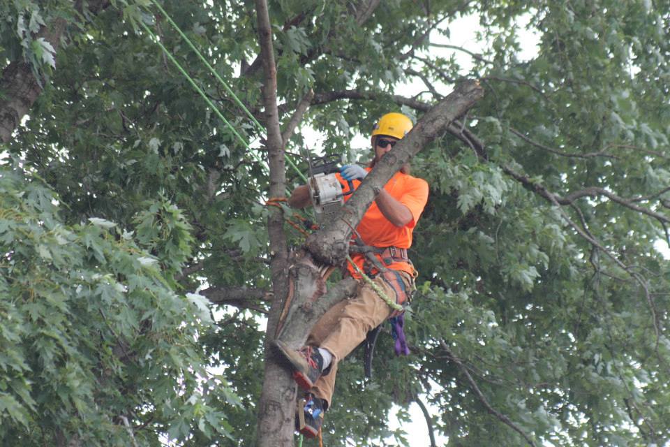Tree Services
