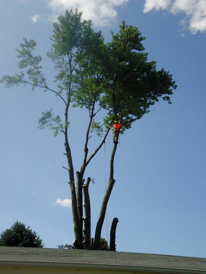 Tree Services