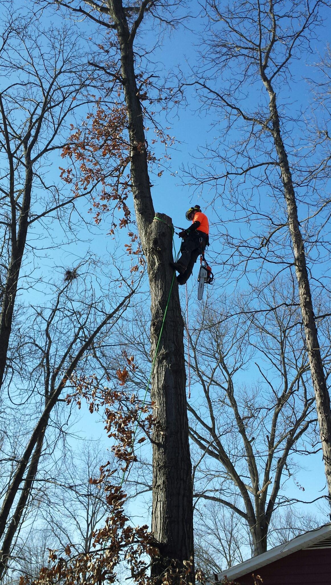 Tree Services