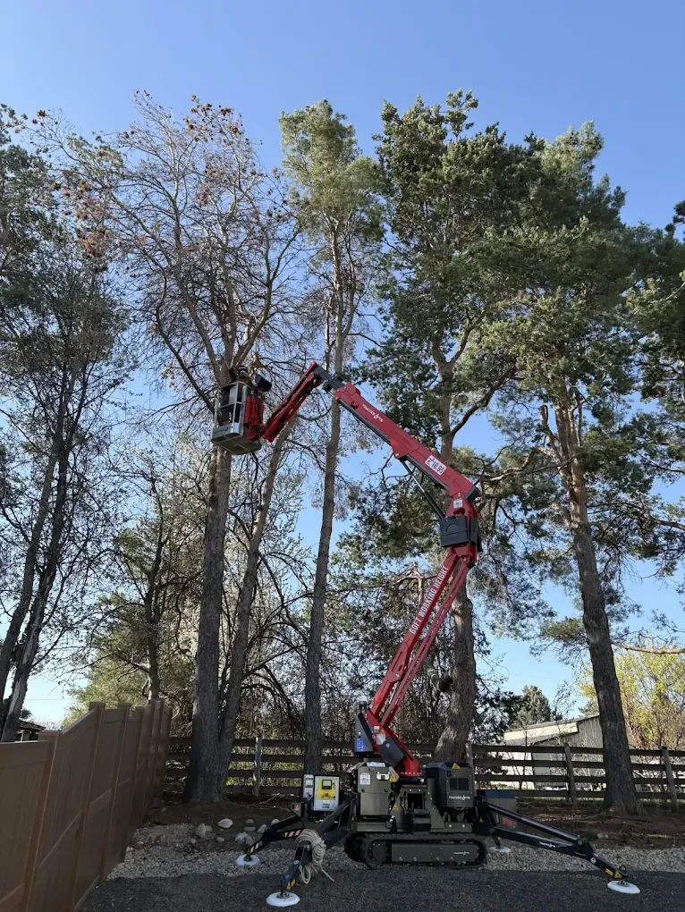 A red articulating aerial lift with its bucket extended into the branches of tall trees in a yard.