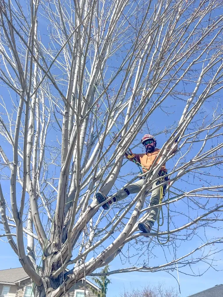 A person above a tree, doing tree trimming services