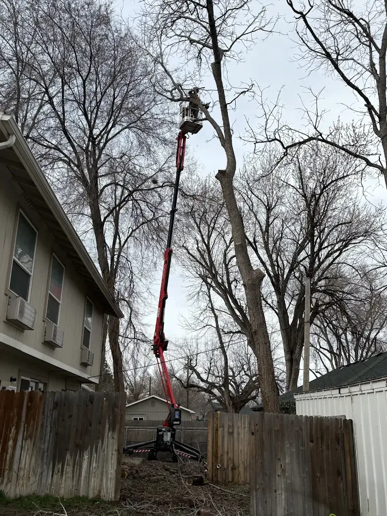 A person in a red aerial lift prunes the high branches of a tall, leafless tree near a house and a wooden fence.