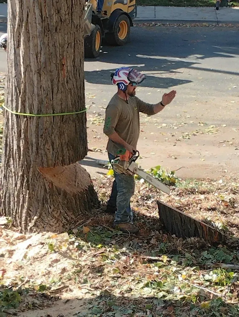 A worker with a chainsaw stands next to a large tree trunk with a wedge cut, gesturing toward an open area.