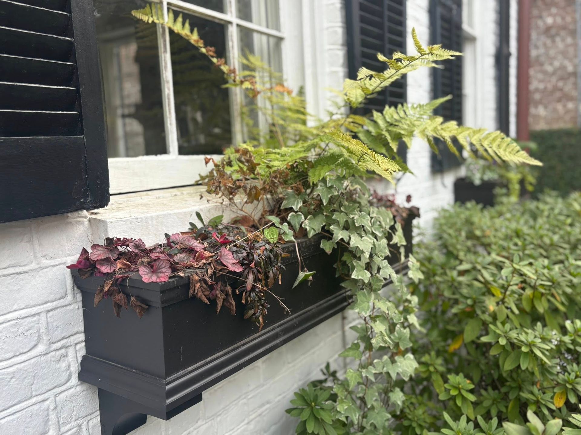 Window box with leafy green and burgundy plants on a white brick house exterior