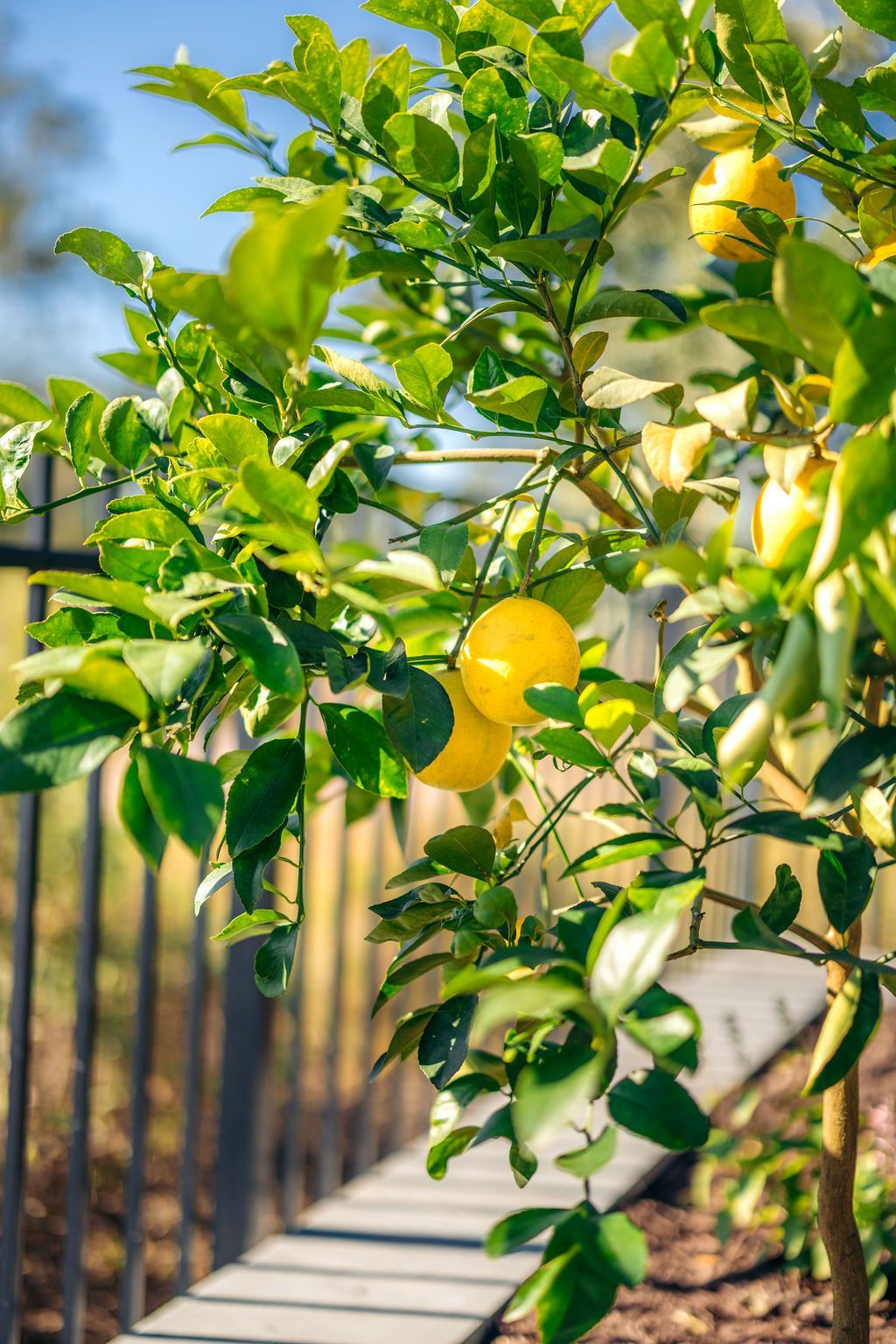 Lemon tree with ripe yellow fruit beside a wooden railing in bright sunlight