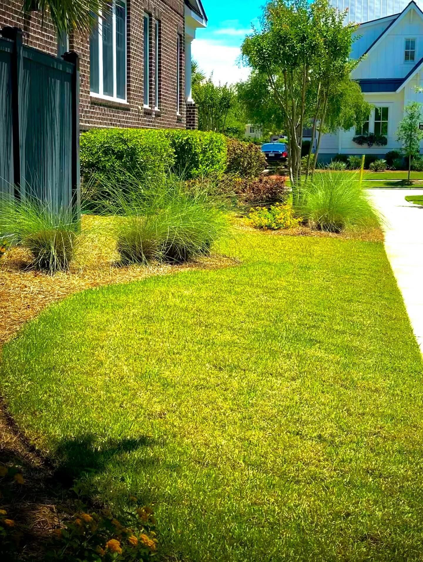 Front yard lawn beside brick houses, with shrubs, a sidewalk, and a leafy tree in bright sun